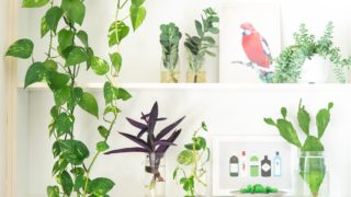 How to Decorate with Plants