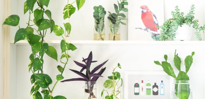 How to Decorate with Plants