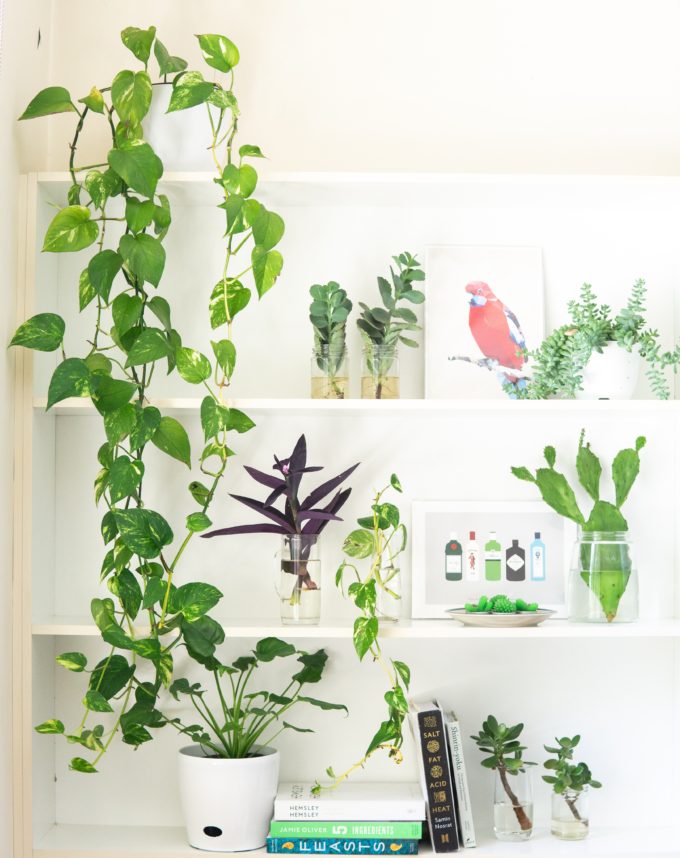 How to Decorate with Plants